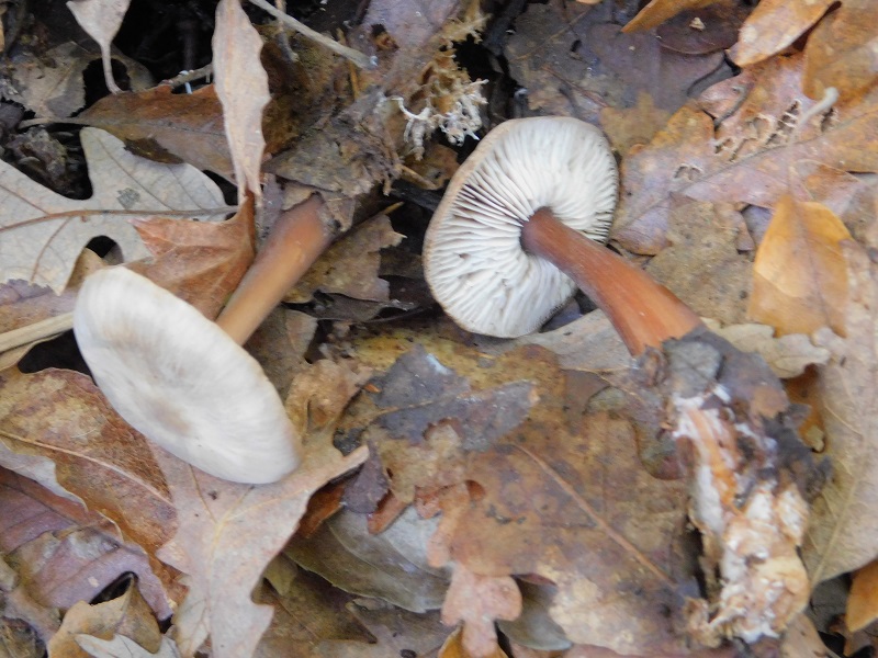 15 Fotogr il 18.12.2021 sotto Leccio